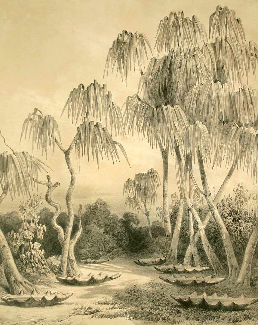 Rainwater collected in bi-valved shells, Torres Strait, 19th century.